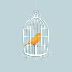 Crédence de cuisine en verre imprimé Oiseaux en cages canari en cage