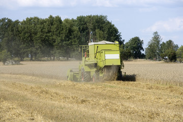 Fototapeta premium Harvesting