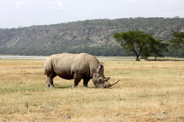rinoceronte nella savana © tommicris