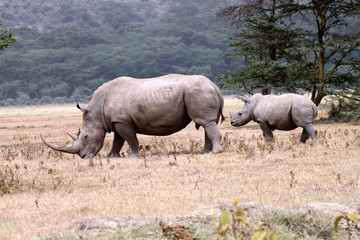 rinoceronte con il piccolo