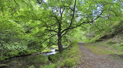 Paseo primaveral por el bosque de Muniellos.
