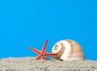 Fototapeta na wymiar Seashell and starfish on blue background