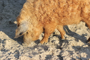 Fototapeta premium Wollschwein 