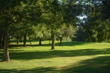 lawn and trees in a park
