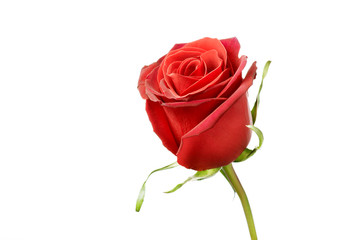 Rose flower on a white background