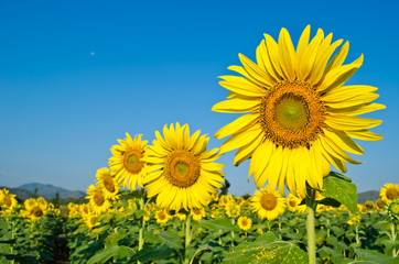 blooming sunflower in farm