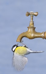 By a drop of water.