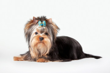 yorkie puppy on white gradient background
