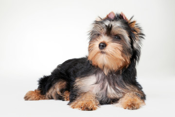 yorkie puppy on white gradient background