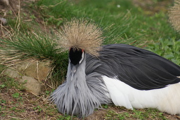 Fototapeta premium Grey-crowned Crane