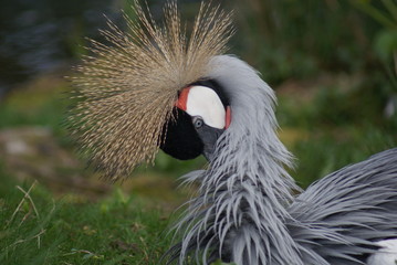 Fototapeta premium Grey-crowned Crane