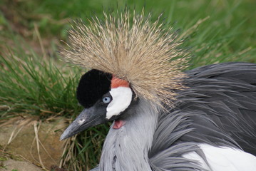 Grey-crowned Crane - Balearica regulorum