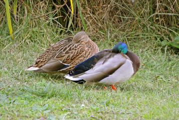 mallards couple sleeping near the marsh
