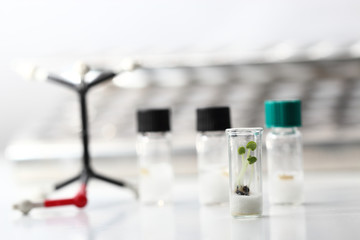 Small plants in test tubes