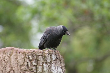 Jackdaw - Corvus monedula
