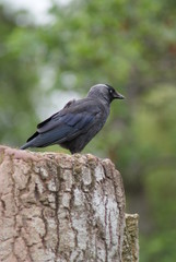 Jackdaw - Corvus monedula