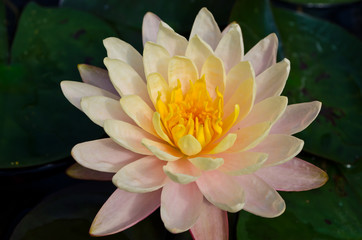 Mangala-ubol,Thai beautiful lotus