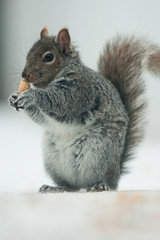 Squirrel in winter