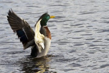 Mallard Duck