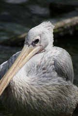 Pink-backed Pelican - Pelecanus rufescens
