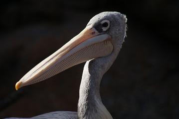 Pink-backed Pelican - Pelecanus rufescens
