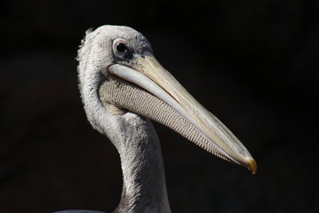 Pink-backed Pelican - Pelecanus rufescens
