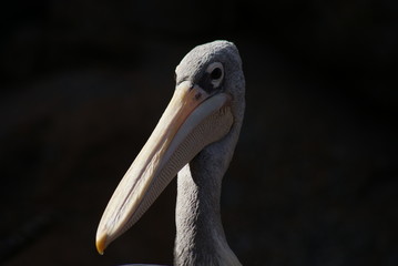 Pink-backed Pelican - Pelecanus rufescens