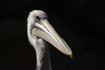 Pink-backed Pelican - Pelecanus rufescens
