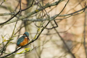 Kingfisher (Alcedo atthis)