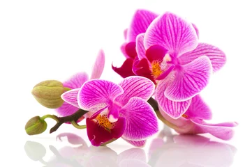 Fotobehang Orchidee Tropische roze orchidee