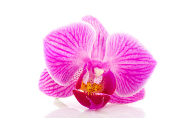Fototapeta na wymiar Tropical pink orchid