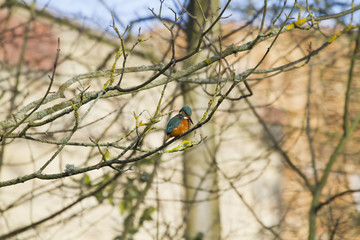 Kingfisher (Alcedo atthis)