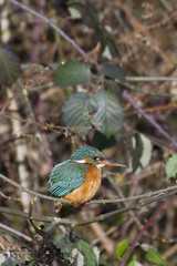 Kingfisher (Alcedo atthis)
