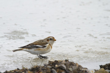 Snow Bunting  (Plectrophenax nivalis)