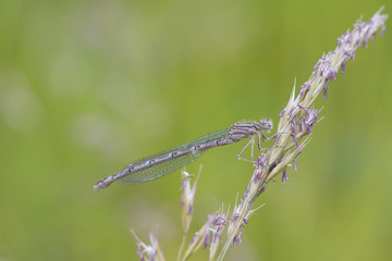 Damselfly
