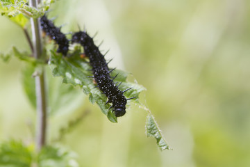 caterpillar peacock butterfly (Inachis io)