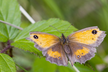 Obraz na płótnie Canvas Gatekeeper Butterfly (Pyronia tithonus)