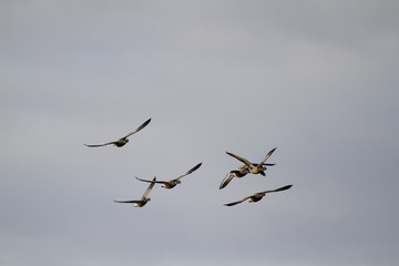Brent Goose (Branta bernicla)