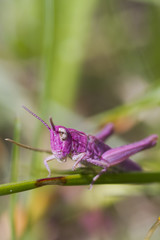 Pink Grasshopper