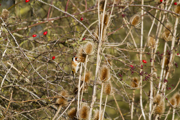 Goldfinch (Carduelis-carduelis)