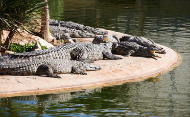 Nile crocodiles