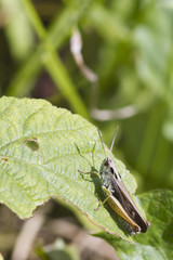 Grasshopper