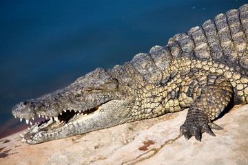 Fototapeta premium Nile crocodile