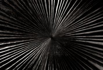 black carved wood with radial shape texture