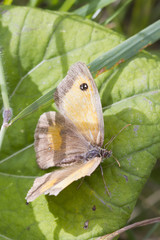 Fototapeta premium Gatekeeper Butterfly (Pyronia tithonus)