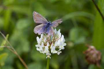 Common Blue Butterfly (Polyommatus icarus)
