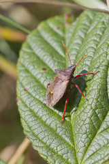 Shield bug