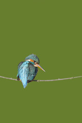 Kingfisher (Alcedo atthis)