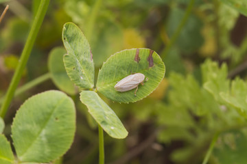 Leafhopper