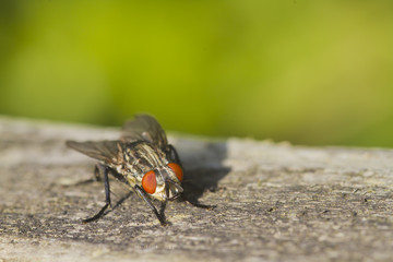 Flesh Fly (Sarcophaga bercaea)